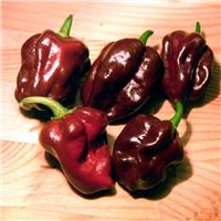 Chilli Pepper Plant 'Habanero Chocolate'
