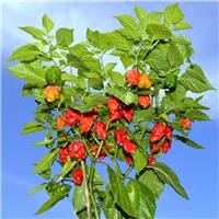 Chilli Pepper Plant 'Carolina Reaper Red'