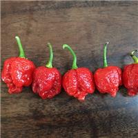 Chilli Pepper Plant 'Trinidad Scorpion'