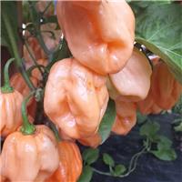 Chilli Pepper Plant '7 Pot Pink'