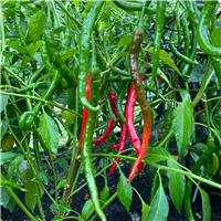 Chilli Pepper Plant 'Vindaloo'