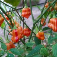 Chilli Pepper Plant 'Zebrange'