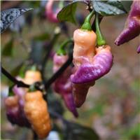 Chilli Pepper Plant 'Pink Tiger'