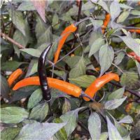 Chilli Pepper Plant 'Thai Halloween Black & Orange'