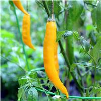 Chilli Pepper Plant 'Aji Guyana'