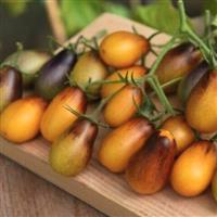 Tomato Plant 'Cherry Indigo Pear Drops'