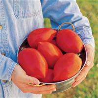 Tomato Plant 'Big Mama'