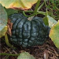 Italian Pumpkin - Squash Plant 'Marina Di Chioggia'