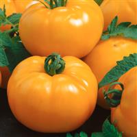 Tomato Plant 'Azoychka'