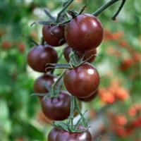 Tomato Plant 'Black Opal'
