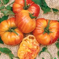 Tomato Plant 'Old German'