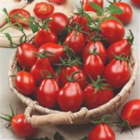 Tomato Plant 'Red Pear'