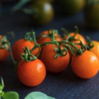 Tomato Plant 'Figiel'