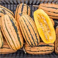 Squash Plant 'Delicata Honeyboat'