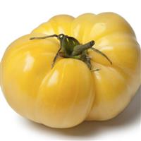 Tomato Plant 'White Beauty'
