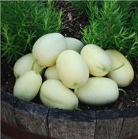 Cucumber 'Dragon Egg'