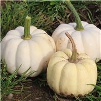 Pumpkin Plant 'Casperita'