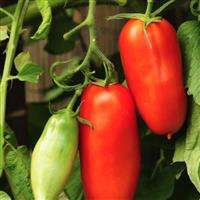 Tomato Plant 'Scatolone'