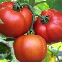 Tomato Plant 'Saint Pierre'