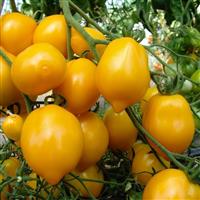Tomato Plant 'Yellow Of Vesuvio'