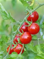 Tomato Plant 'Ciliegia' - Cherry Tomato