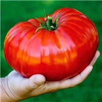 Tomato Plant 'Supersteak'
