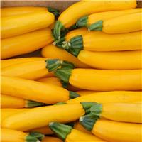 Courgette Plant 'Yellow Golden'