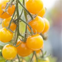 Tomato Plant 'Snowberry'