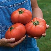 Tomato Plant 'Knockout'