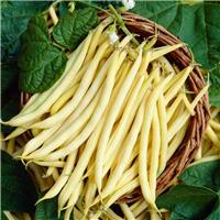 French Bean Plant Dior