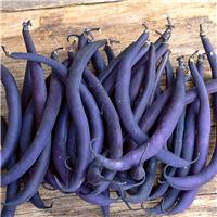 French Bean Plant Purple Teepee