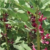 Broad Bean Crimson Flowered