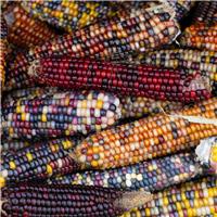 Sweetcorn Plant 'Fiesta' - Great for Popcorn!