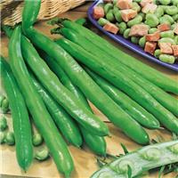 Broad Bean Plant Bunyards Exhibition