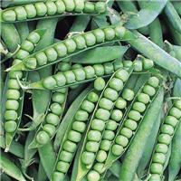Pea Plant Plant Alderman (Maincrop)