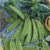 Pea Plant 'Carouby De Maussane' - Mangetout