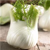 Fennel Plant Romanesco
