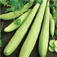 Cucumber Armenian Yard Long