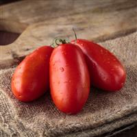 Tomato Plant 'San Marzano'