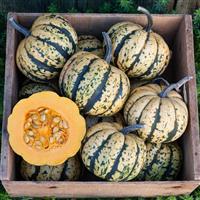 Winter Squash 'Sweet Dumpling'