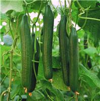 Cucumber Plant Carmen F1
