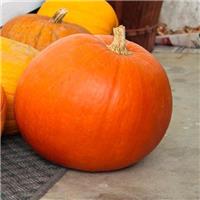 Pumpkin Plant 'Big Max'