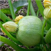 Courgette Plant 'Tondo Chiara Di Nizza'