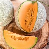 Melon Plant Charantais
