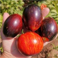 Tomato Plant 'Gargamel'
