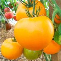 Tomato Plant 'Giraffe'