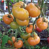 Tomato Plant 'Ruby Gold'