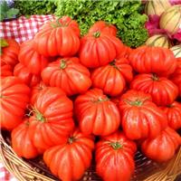 Tomato Plant 'Beauty Lottringa'