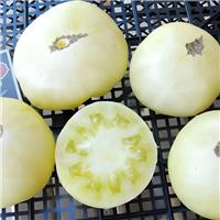 Tomato Plant 'White Sugar'