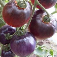 Tomato Plant 'Blue Pitts'